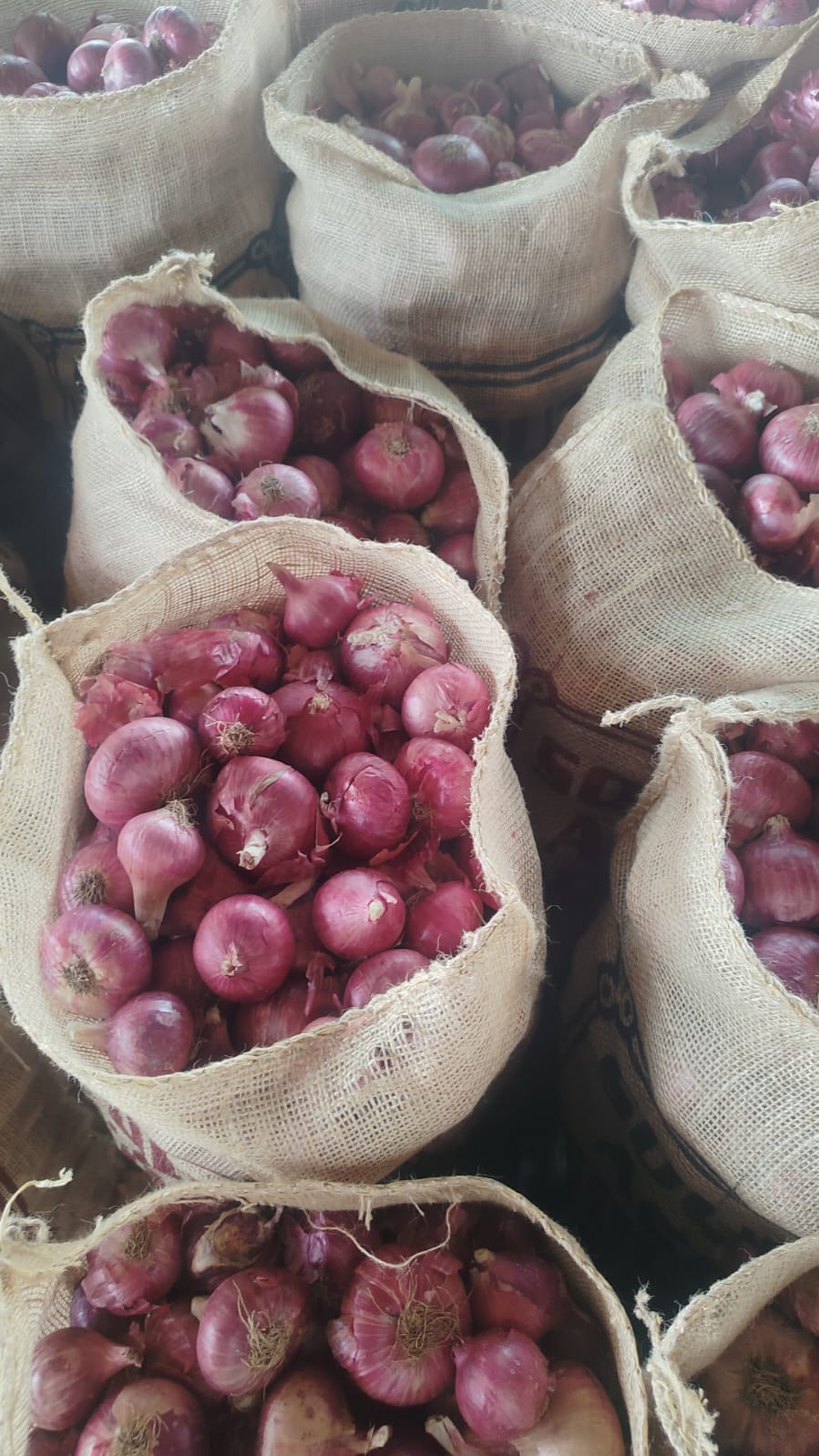 Big onion export produce